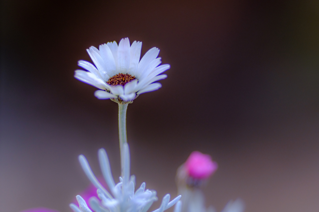 白い花
