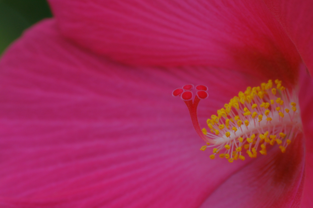 芯
