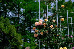 バラ園