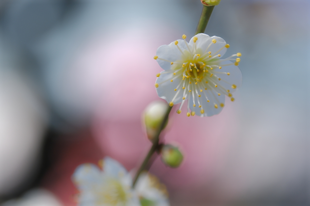 白梅