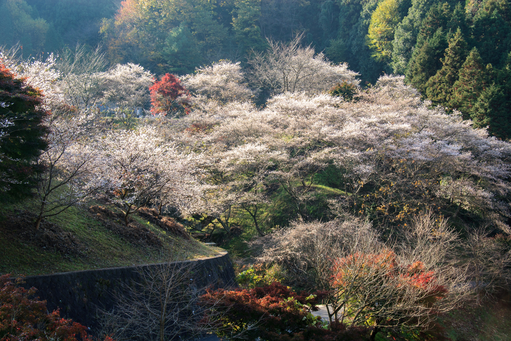 四季桜