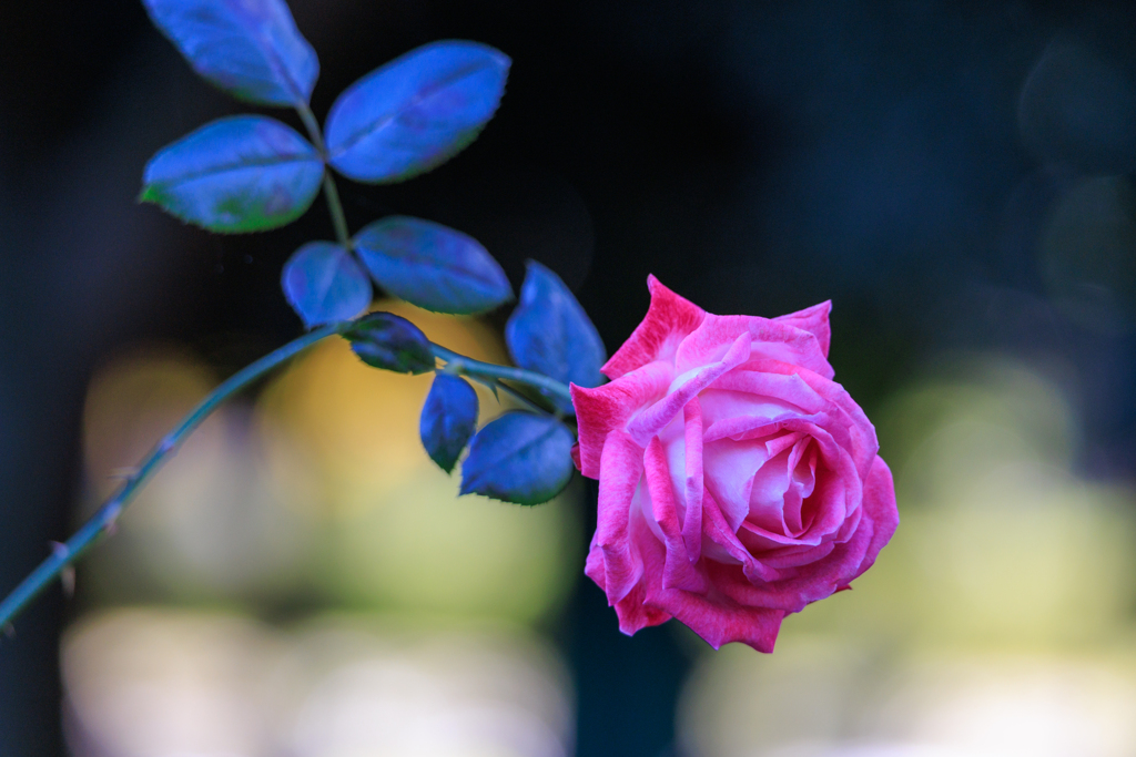 晩秋の薔薇