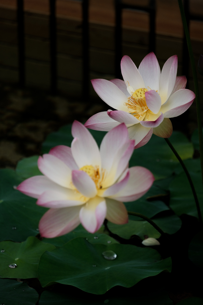 蓮華