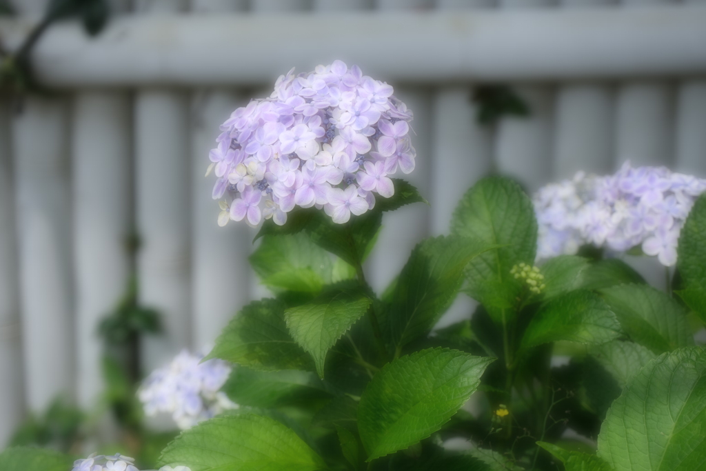 紫陽花