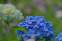 梅雨の彩り