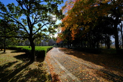 公園の秋