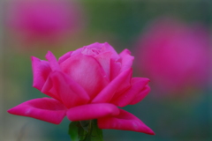 薔薇６