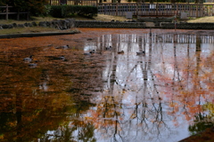 公園の秋