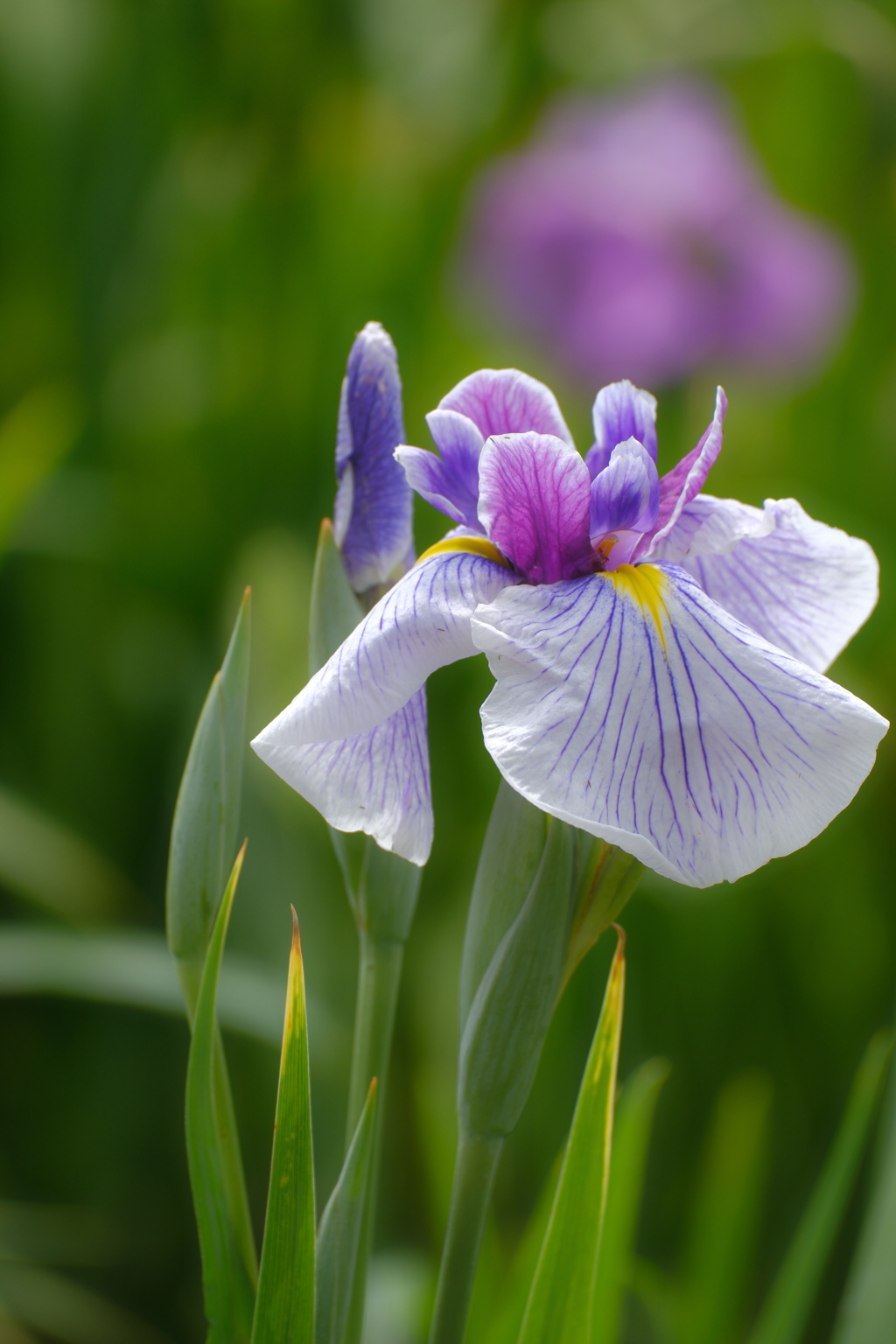 花菖蒲