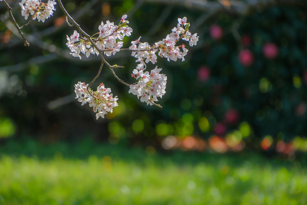 桜