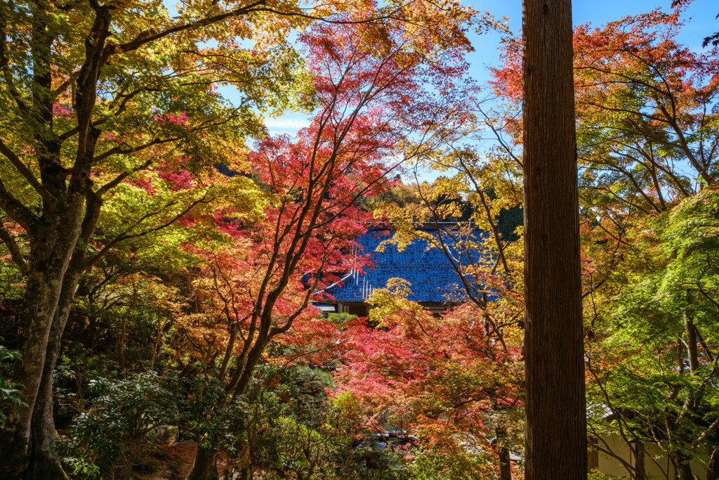 百済寺　錦秋
