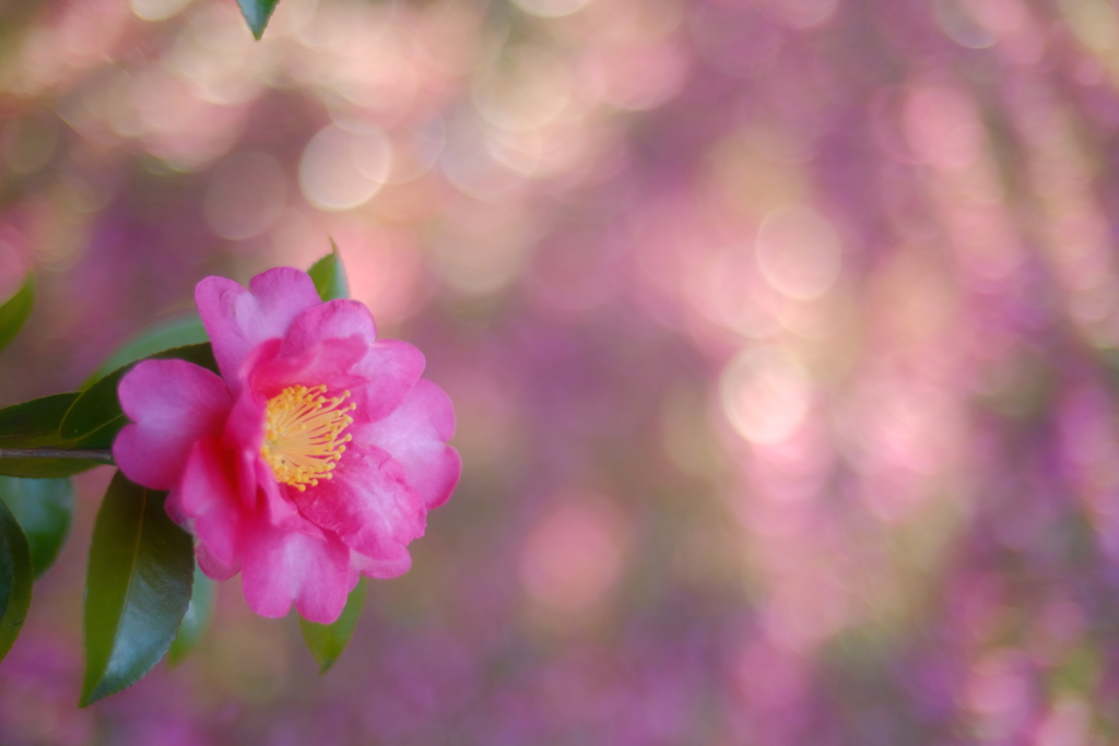 山茶花