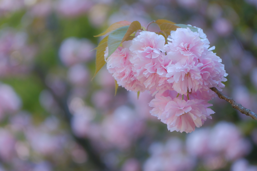 八重桜