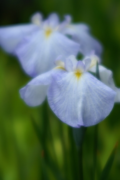 花菖蒲