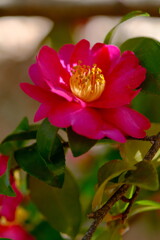 山茶花