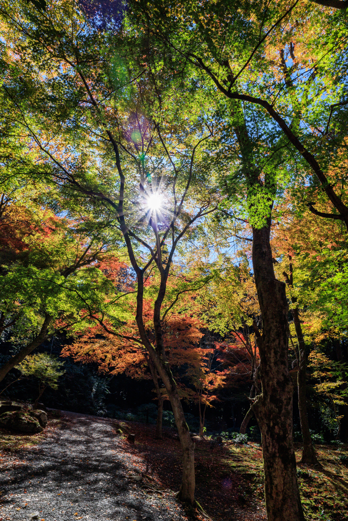 金剛輪寺　秋景