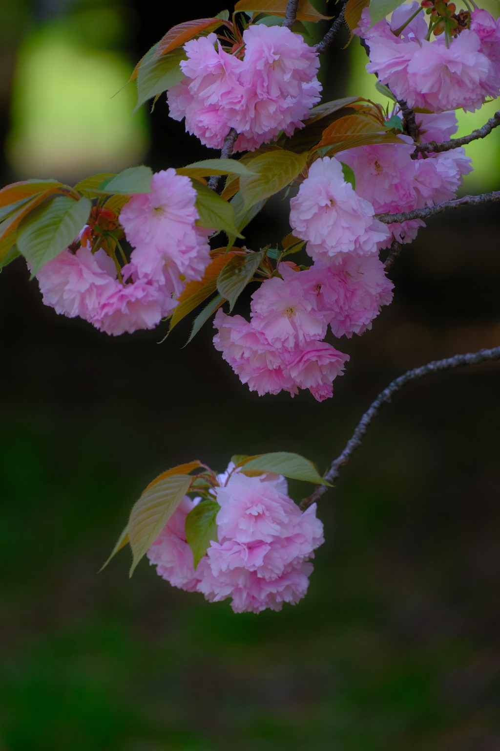 八重桜