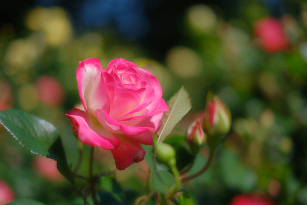 薔薇のポートレート