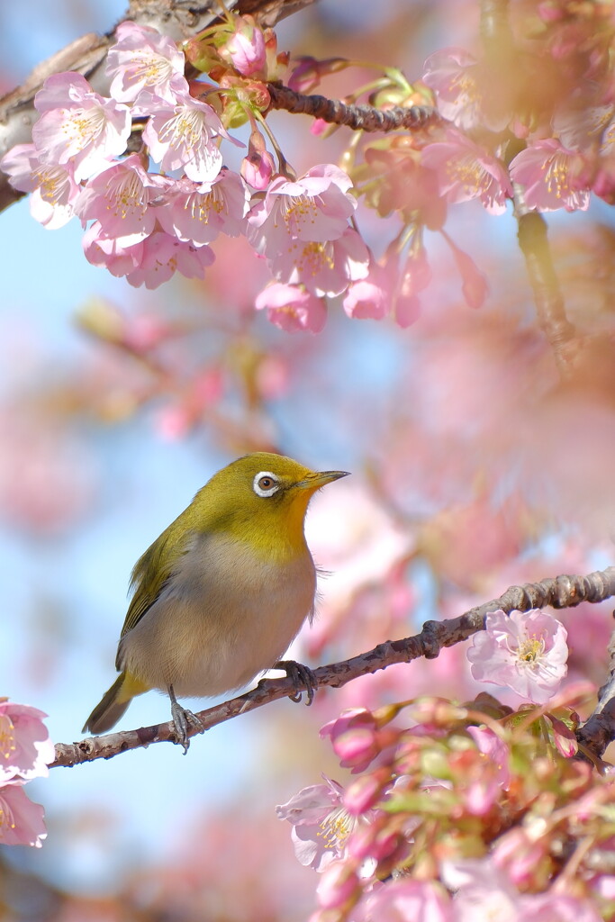 桜に隠れて