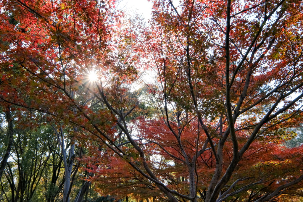 名城公園　晩秋