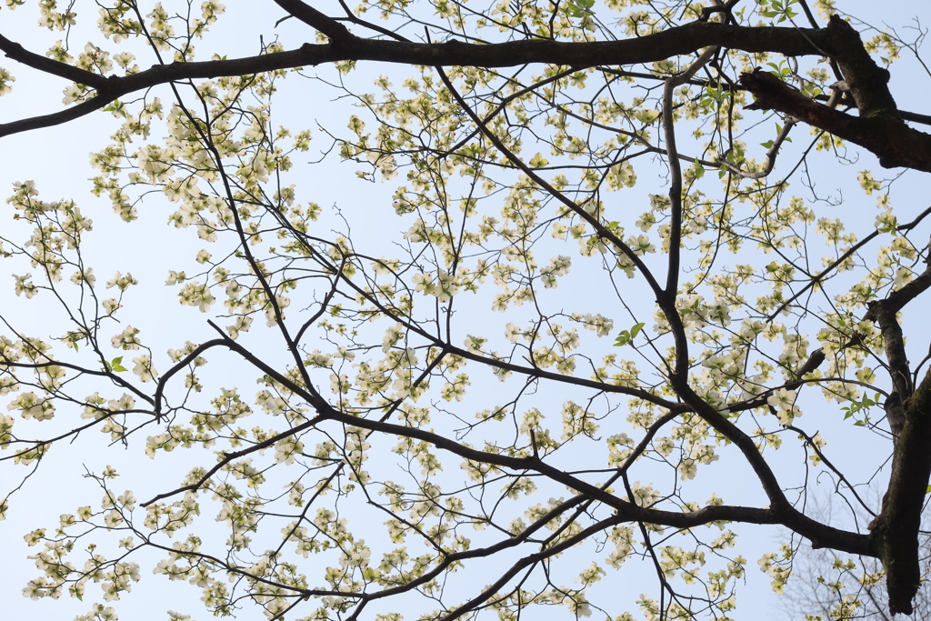 ハナミズキ満開