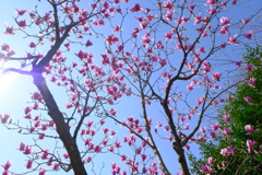 満開