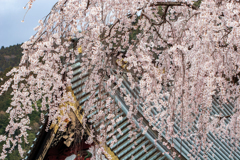 身延山久遠寺　枝垂桜