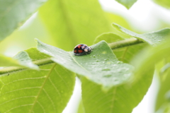 カメノコテントウ