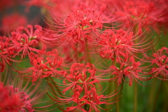 彼岸花
