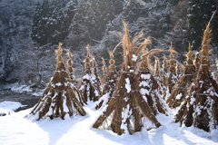 萱干し