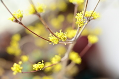 山茱萸