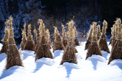 萱干し雪景色