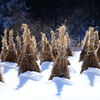 萱干し雪景色