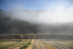 朝霧