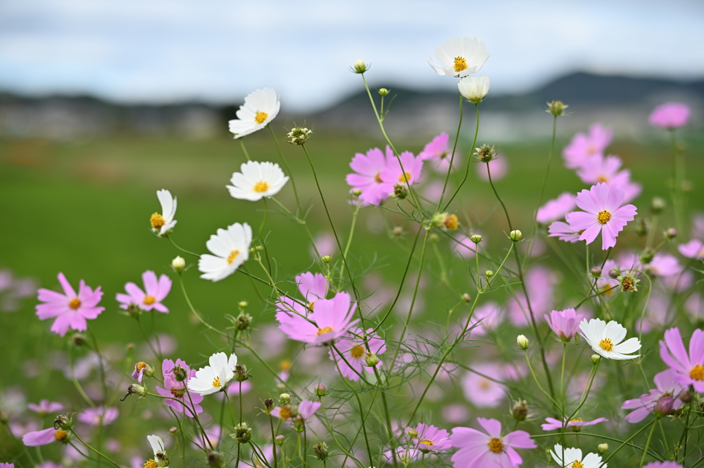 秋桜