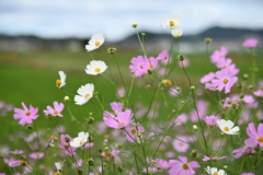 秋桜