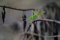 露虫