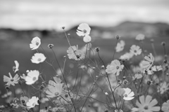 秋桜