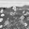 秋桜
