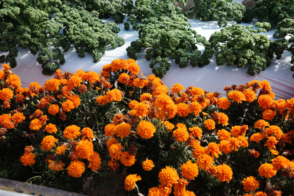 花畑