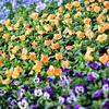 お花畑