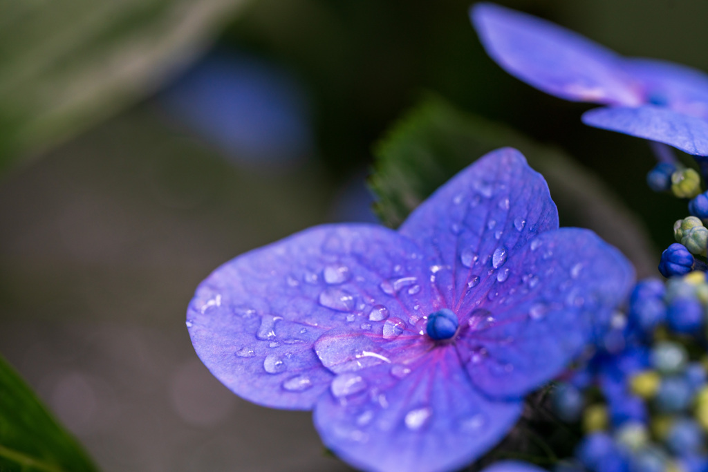 雨と花