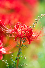 彼岸花