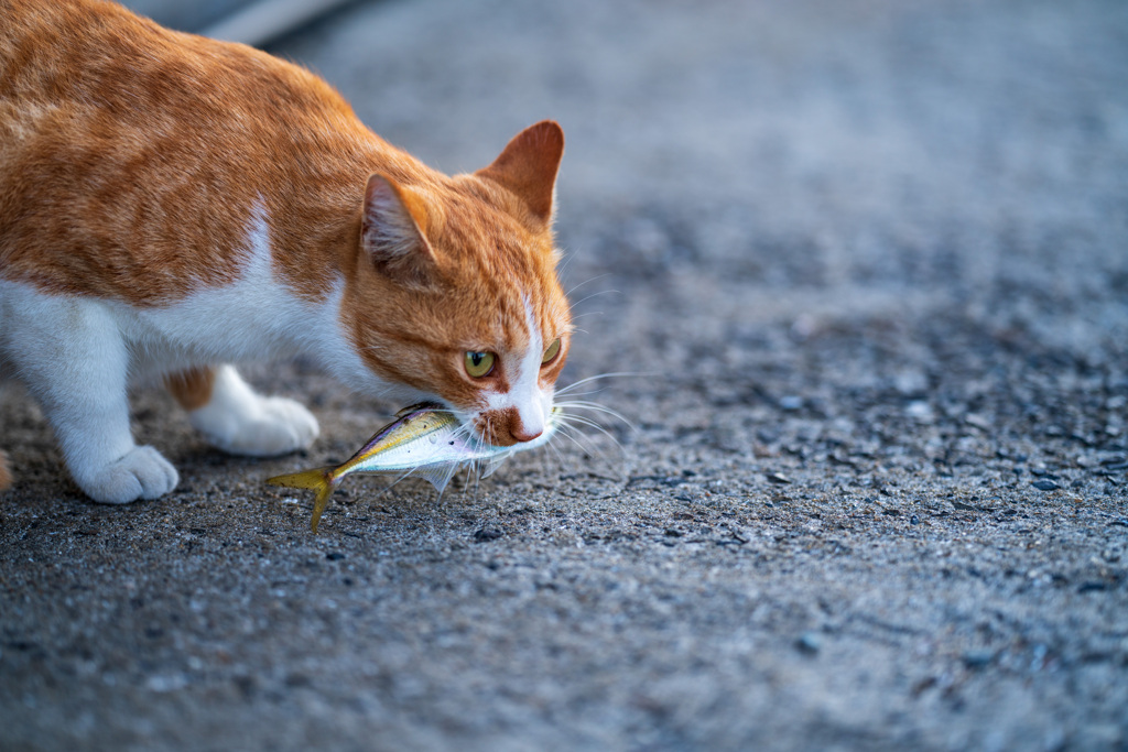 お魚咥えたドラ猫