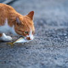 お魚咥えたドラ猫