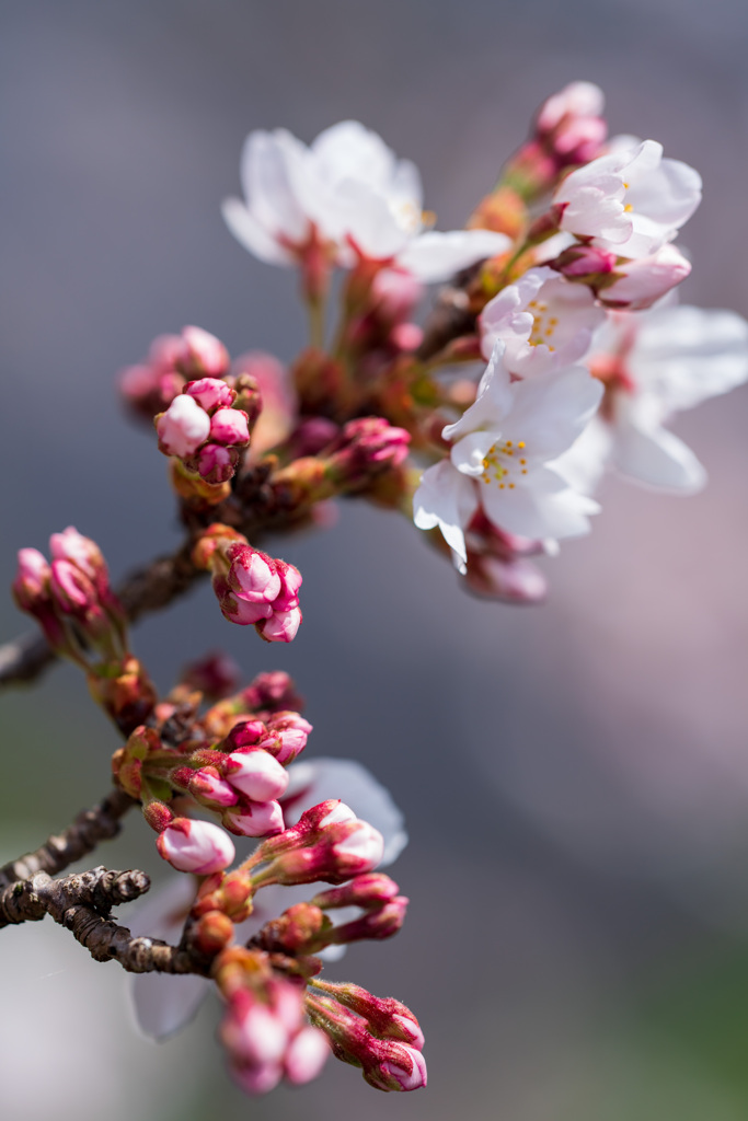 桜、綻びる