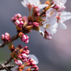 桜、綻びる