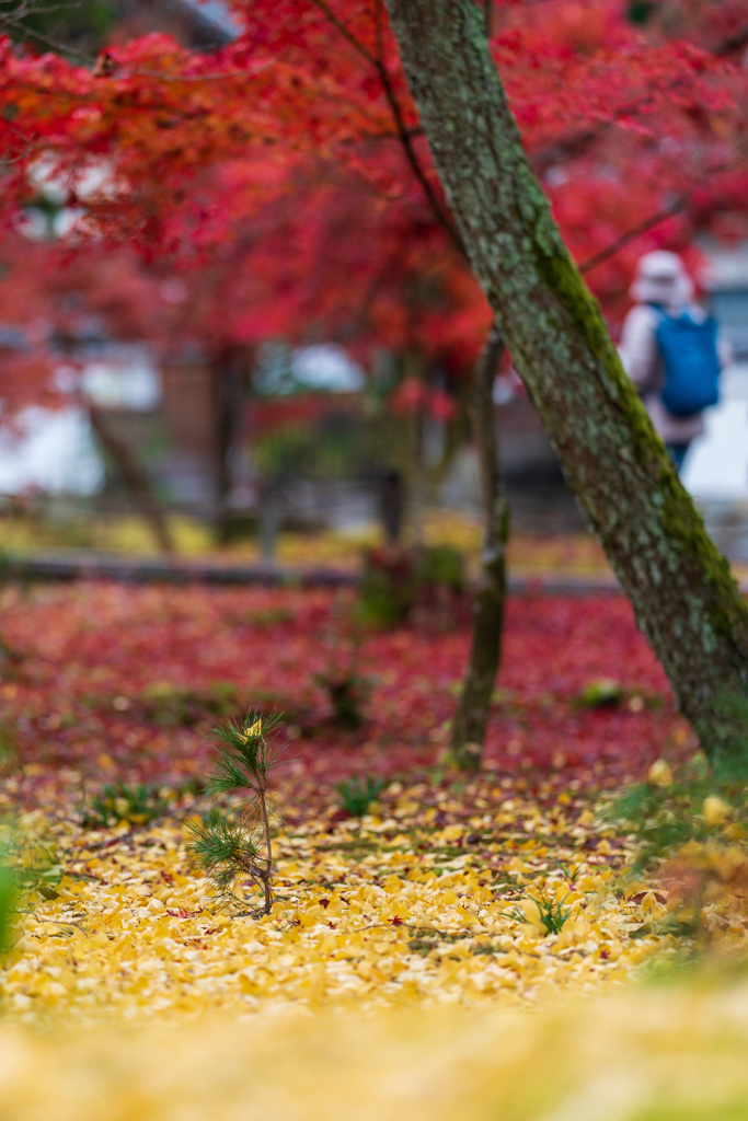 芽生え