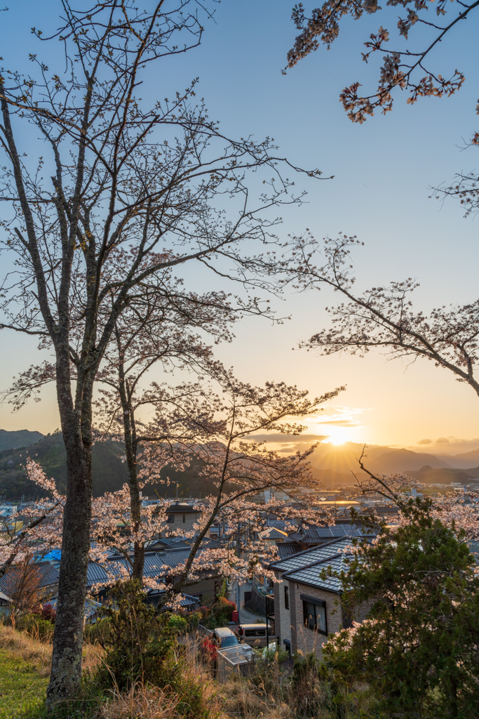 夕陽に輝く