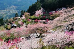 花桃の里